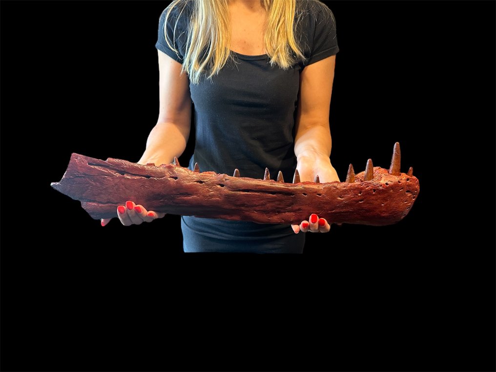 令人难以置信的完整棘龙下颚 - 下顎骨化石 - Spinosaurus Aegyptiacus - 62 cm - 35 cm #1.0