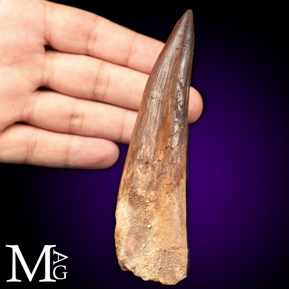 Spinosaurus Fossil Tooth – Cretaceous Predator - Fossil tooth - Spinosaurus Aegyptiacus - 135mm - 135 mm - 35 mm #1.0