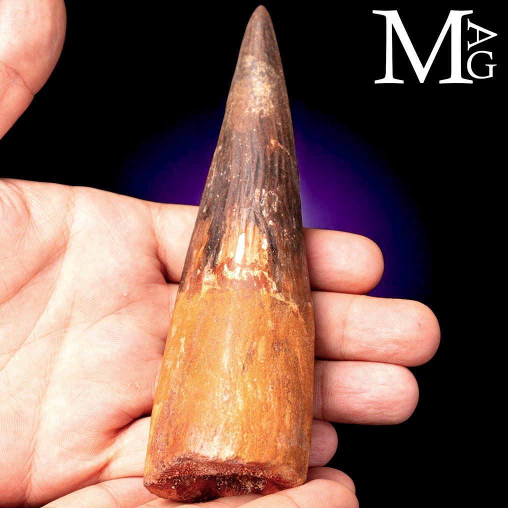 Spinosaurus Fossil Tooth – Cretaceous Predator - Dente fossile - Spinosaurus Aegyptiacus - 155mm - 155 mm - 50 mm #1.0
