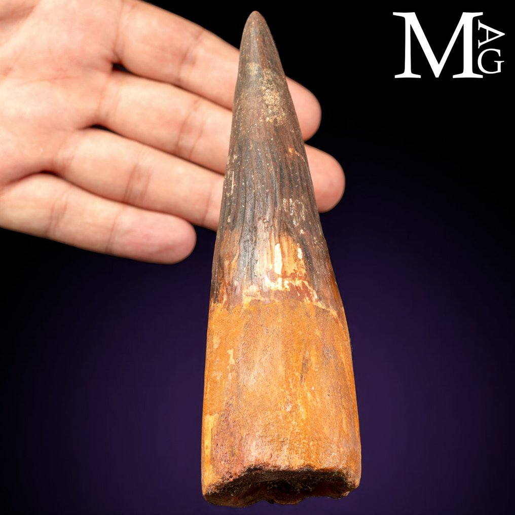 Spinosaurus Fossil Tooth – Cretaceous Predator - Dente fossile - Spinosaurus Aegyptiacus - 155mm - 155 mm - 50 mm #2.1