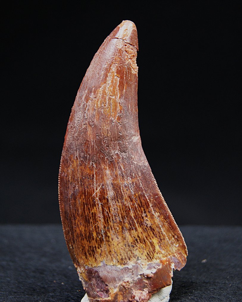 Carcharodontosaurus - Denti fossili - Carcharodontosaurus Saharicus - 8.6 cm #1.0