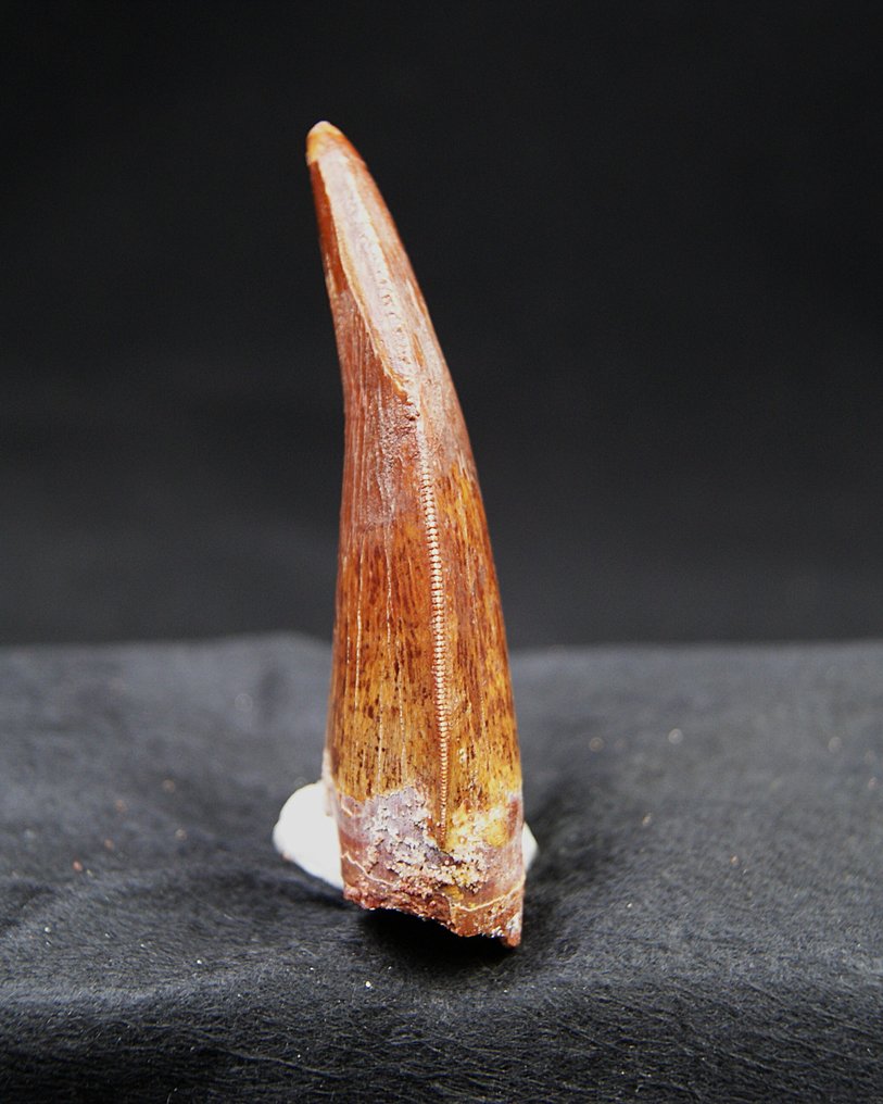 Carcharodontosaurus - Denti fossili - Carcharodontosaurus Saharicus - 8.6 cm #4.3