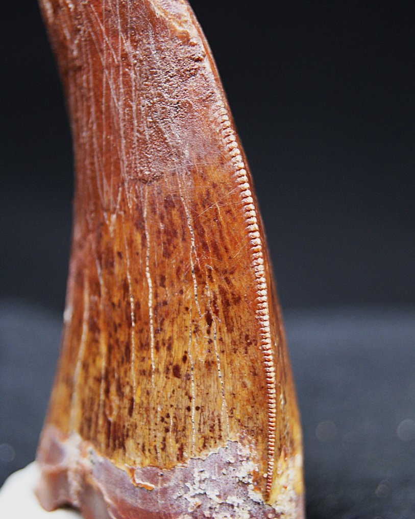Carcharodontosaurus - Denti fossili - Carcharodontosaurus Saharicus - 8.6 cm #3.2