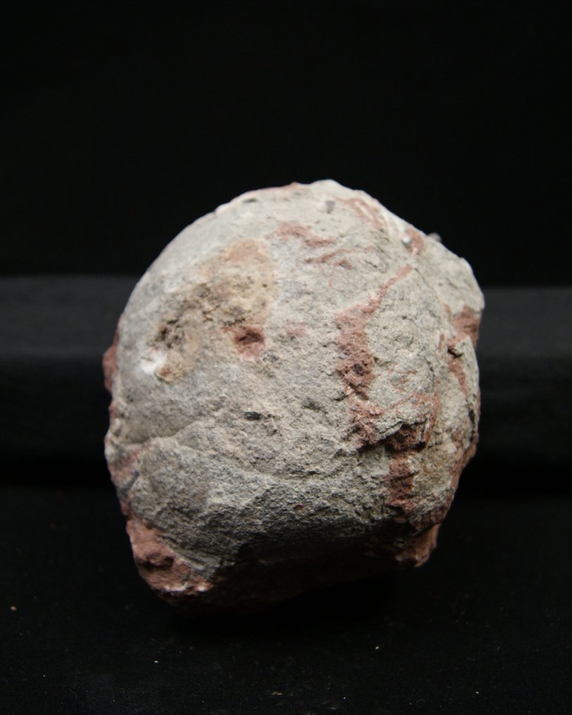 Fossiles Ei - Tierfossil - Therizinosaurus Segnosaurus #3.2