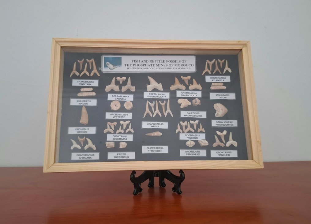 Τιμπουρόν, ενχοδουσ, μοσασαύριος, κοραξ, γλοβιδένς και πολλά άλλα - Απολιθωμένα δόντια - Dientes de tiburón - 29 cm - 19 cm (χωρίς τιμή ασφαλείας) #1.0