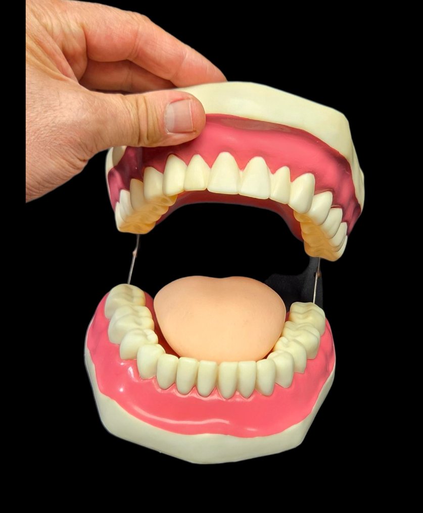 Very Large jaw with dentist's demonstrative tongue - Διόραμα - 1980-1990 #1.0