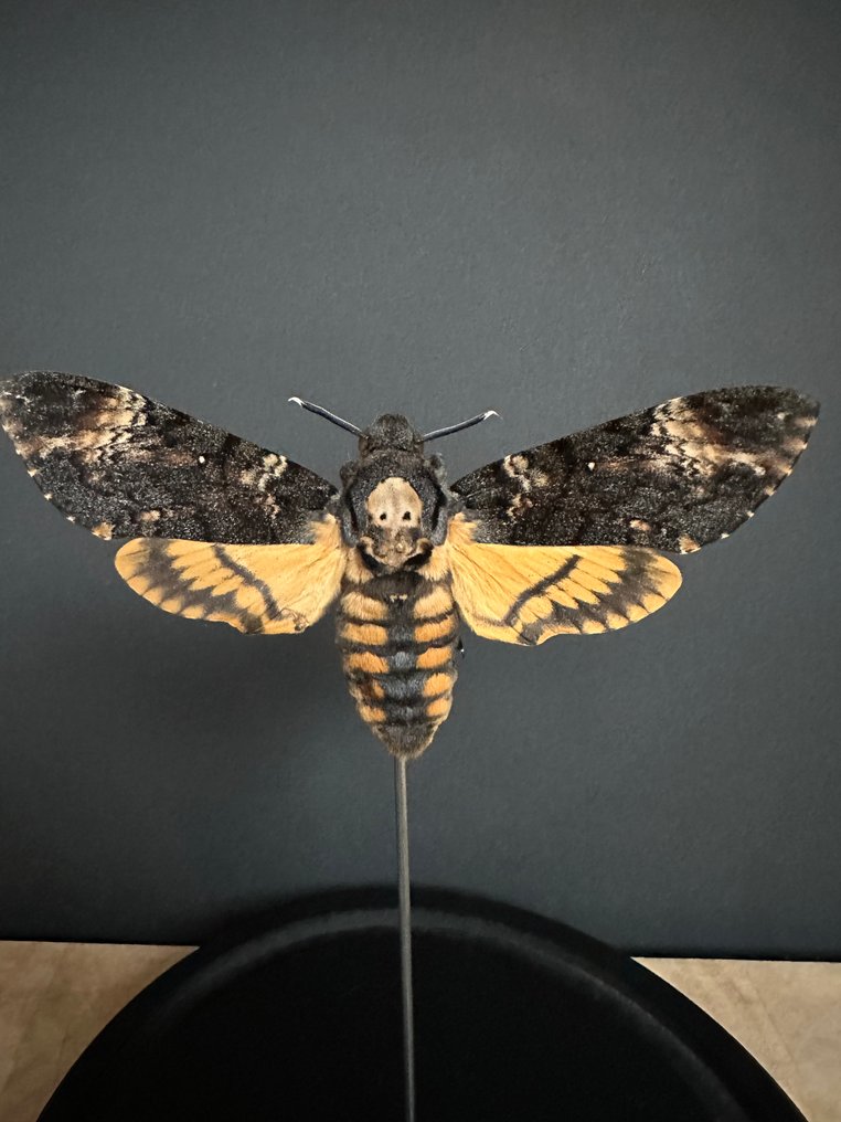Falena Allestimento tassidermico a corpo intero - Large Femelle XXL Sphinx tête de mort - Acherontia Atropos - 26 cm - 14 cm - 14 cm - Specie non CITES #2.1