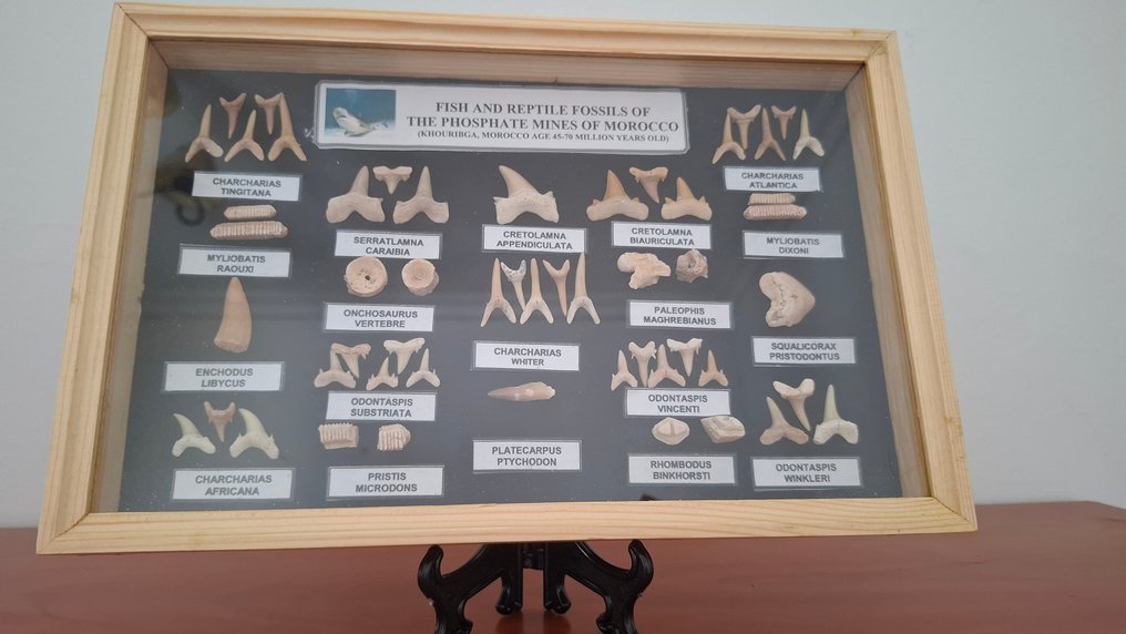 Τιμπουρόν, ενχοδουσ, μοσασαύριος, κοραξ, γλοβιδένς και πολλά άλλα - Απολιθωμένα δόντια - Dientes de tiburón - 29 cm - 19 cm (χωρίς τιμή ασφαλείας) #4.3