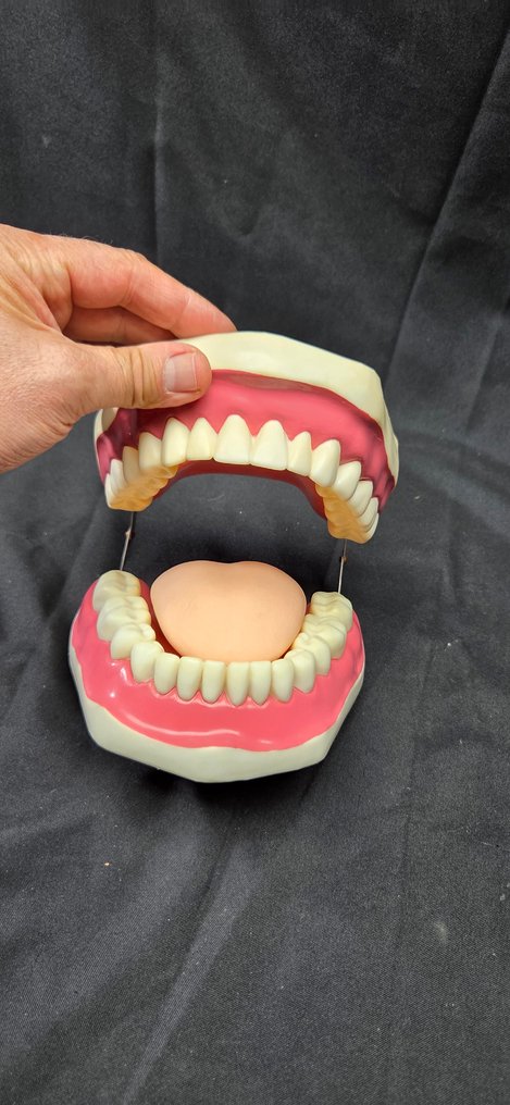 Very Large jaw with dentist's demonstrative tongue - Διόραμα - 1980-1990 #4.3