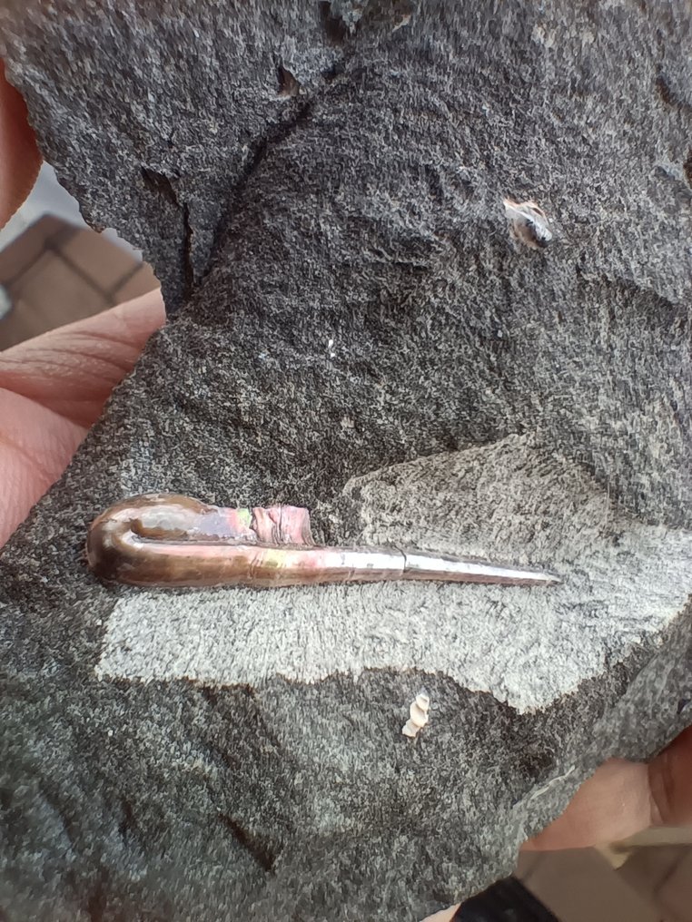 Ammonit - Fossil-Matrix - Heteromorph ammonit with nice colors - 10 cm - 10 cm #1.0