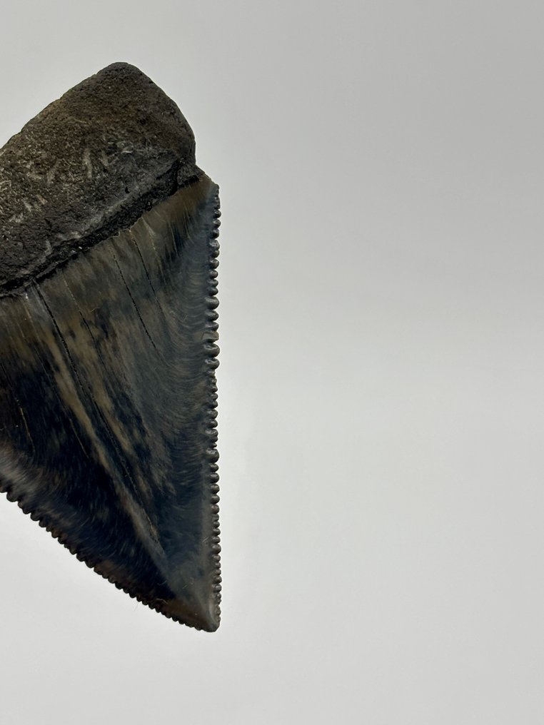 Requin - Dents fossiles - Carcharocles carcharias - 68 mm - 48.5 mm #2.1