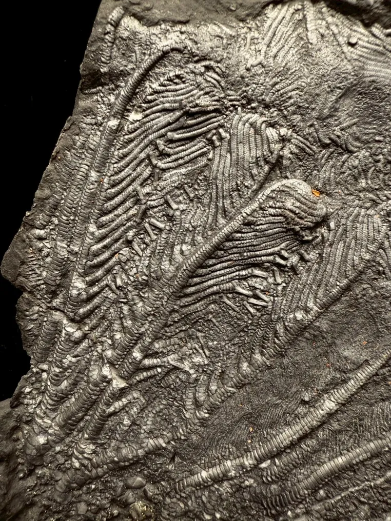 Fossil - Fossil matrix - Crinoidea - 19 cm - 16 cm #2.1