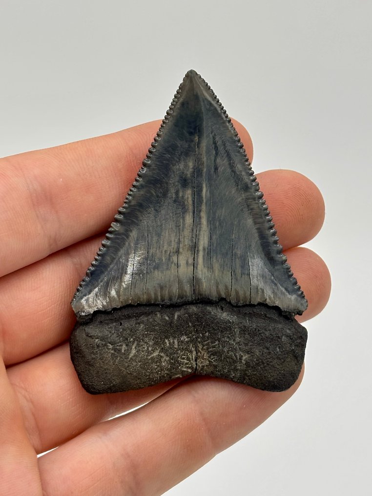 Requin - Dents fossiles - Carcharocles carcharias - 68 mm - 48.5 mm #1.0