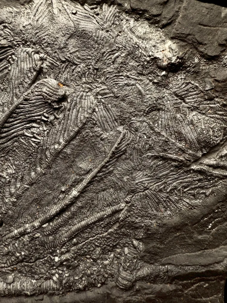 Fossil - Fossil matrix - Crinoidea - 19 cm - 16 cm #3.2