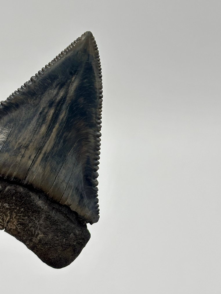 Requin - Dents fossiles - Carcharocles carcharias - 68 mm - 48.5 mm #3.2