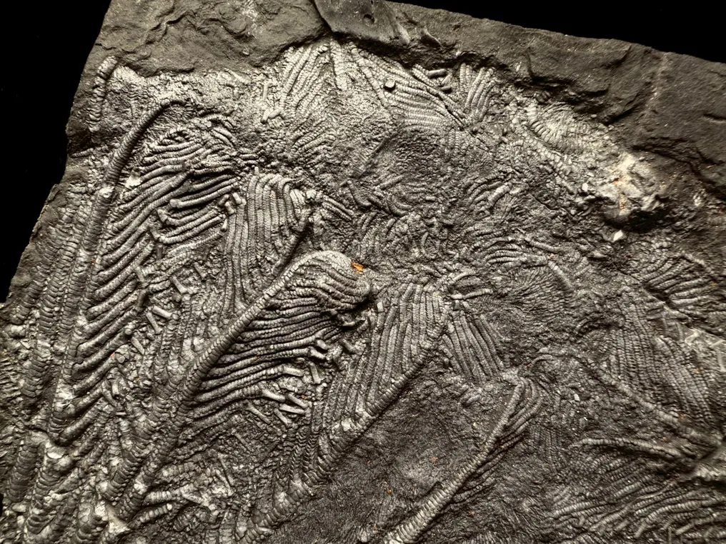 Fossil - Fossil matrix - Crinoidea - 19 cm - 16 cm #4.3
