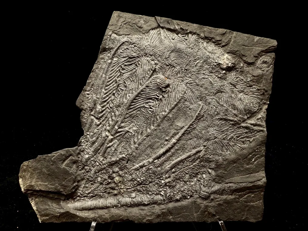 Fossil - Fossil matrix - Crinoidea - 19 cm - 16 cm #1.0