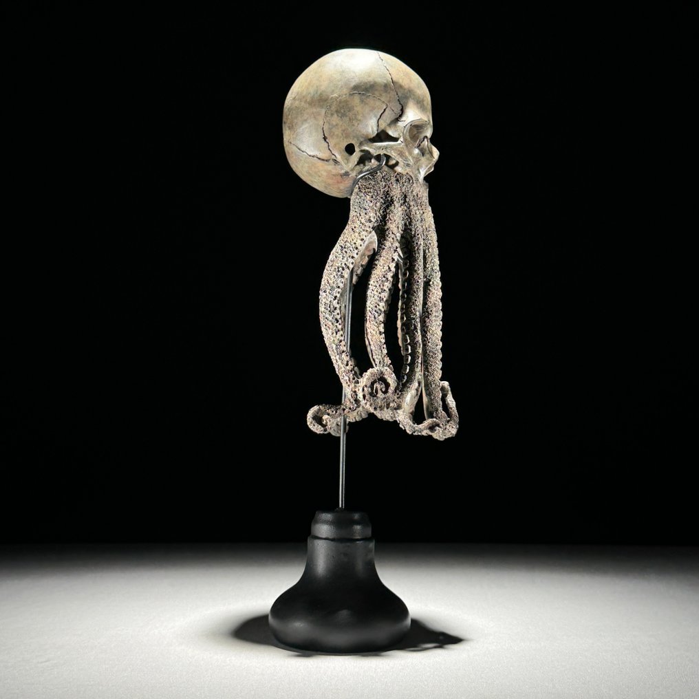章鱼骷髅雕塑 頭骨 - - - 32 cm - 12 cm - 12 cm- 非《瀕臨絕種野生動植物國際貿易公約》物種 #4.3