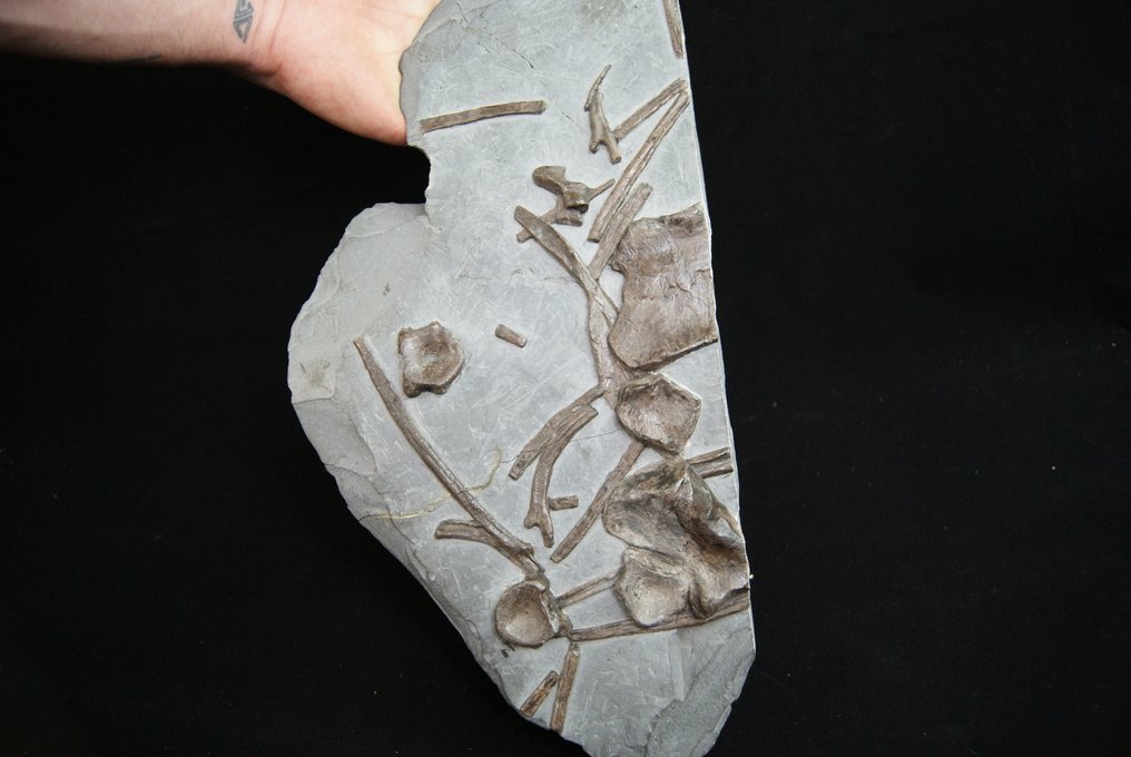 Fisködlor - Fossiliserat djur - Placa fósil con esqueleto de ictiosaurio #3.2