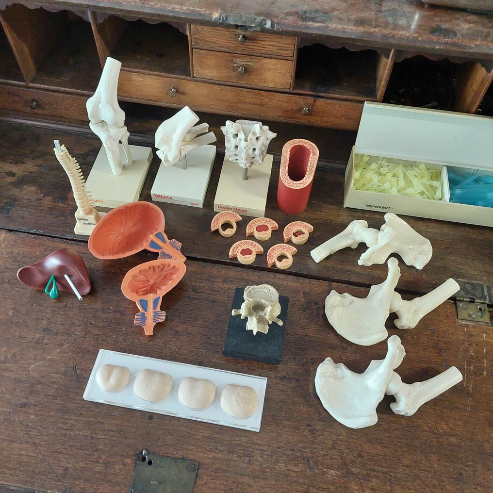 教育/示範模型 (13) - 塑料 - 1980-1990 - 解剖模型套装 #2.1