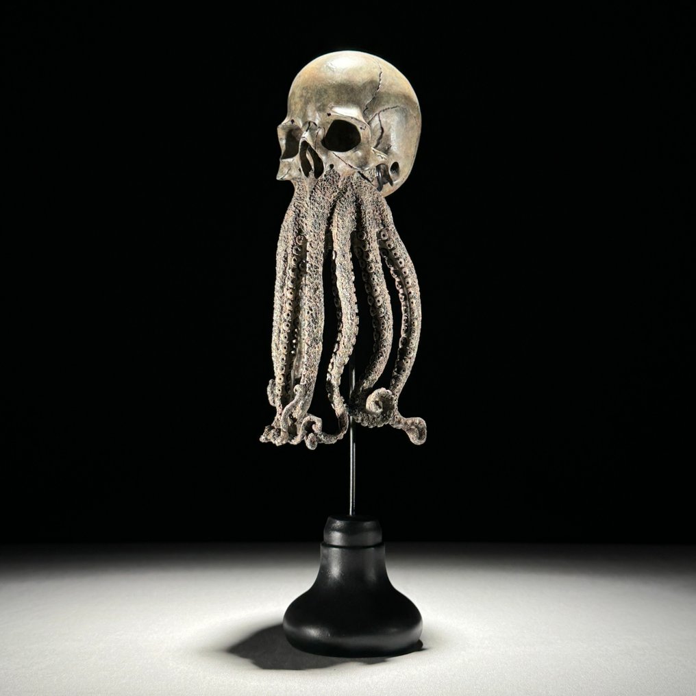 章鱼骷髅雕塑 頭骨 - - - 32 cm - 12 cm - 12 cm- 非《瀕臨絕種野生動植物國際貿易公約》物種 #1.0