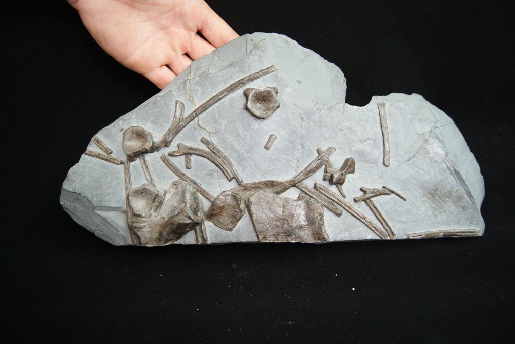 Fisködlor - Fossiliserat djur - Placa fósil con esqueleto de ictiosaurio #1.0