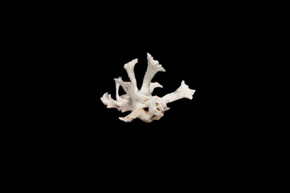 Verzamelaarslak Taxidermie wandmontage - F+++ ┼ Homalocantha anatomica zamboi - 40 mm - 0 mm - 0 mm - Geen-CITES-soort - 1 #1.0