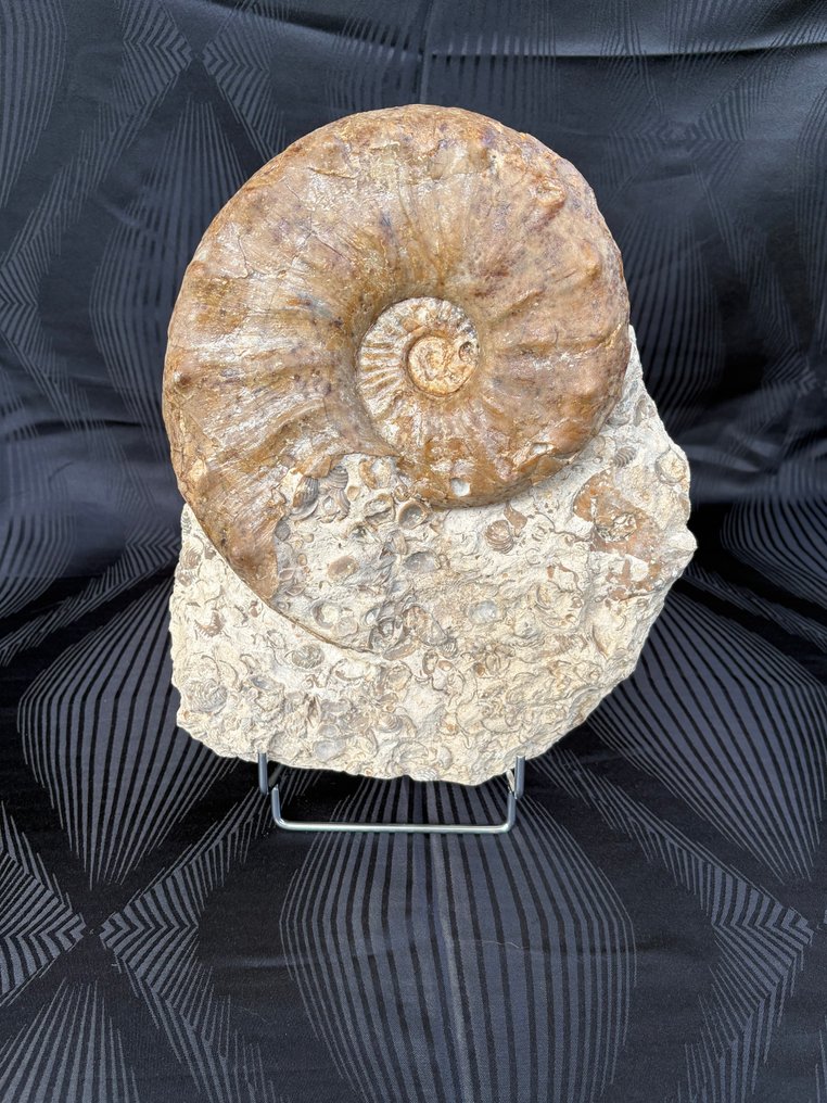 Ammonoid - Fossiliserat djur - Gauthiericeras sp. - 17 cm - 18 cm #1.0