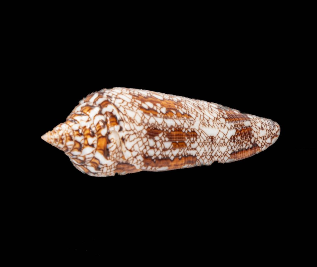 Meeresschnecke┼ GEM ┼ Conus bengalensis ┼ - Altezza: 90 mm- 30 g - (1) #1.0