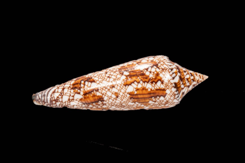 Meeresschnecke┼ GEM ┼ Conus bengalensis ┼ - Altezza: 90 mm- 30 g - (1) #4.3