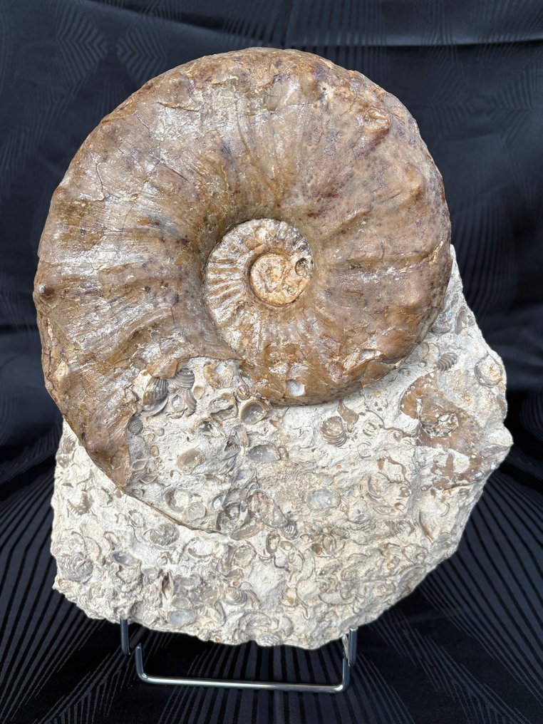 Ammonoid - Fossiliserat djur - Gauthiericeras sp. - 17 cm - 18 cm #2.1