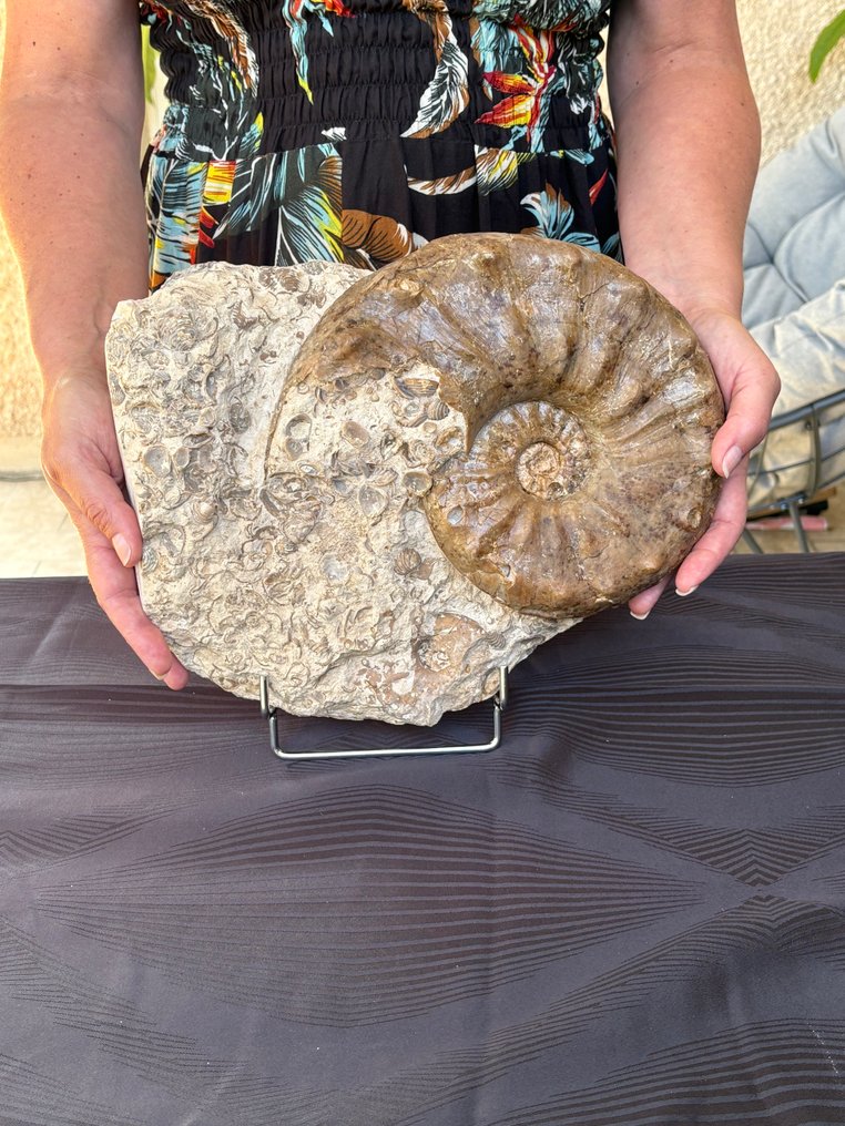 Ammonoid - Fossiliserat djur - Gauthiericeras sp. - 17 cm - 18 cm #3.2