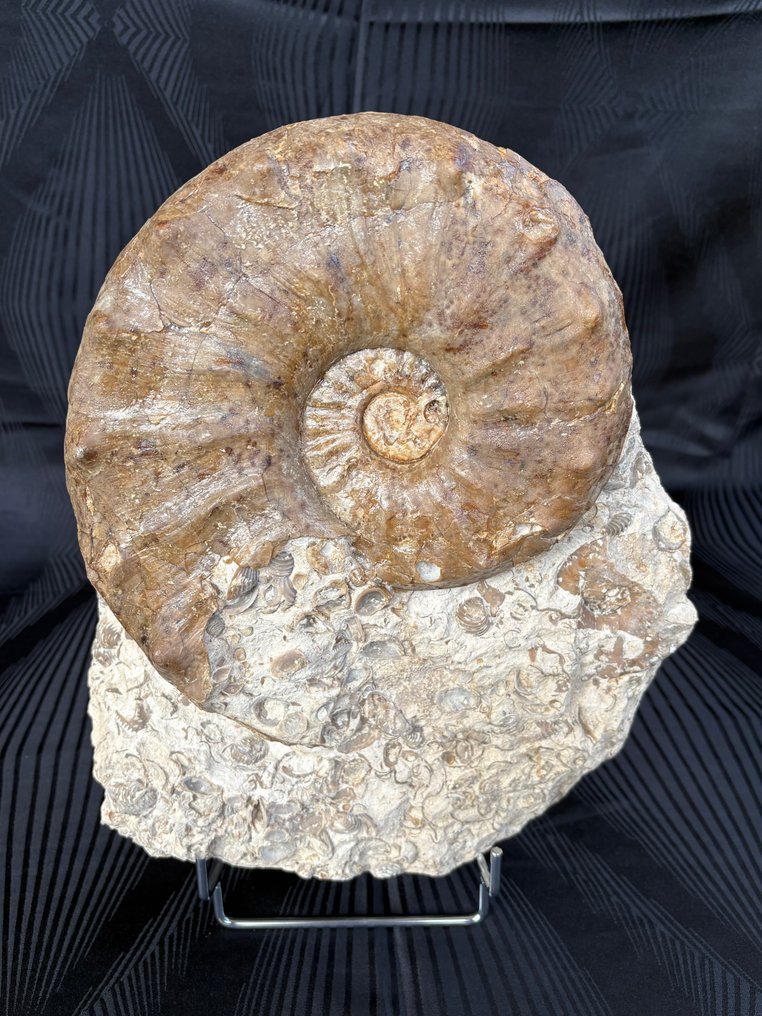 Ammonoid - Fossiliserat djur - Gauthiericeras sp. - 17 cm - 18 cm #4.3