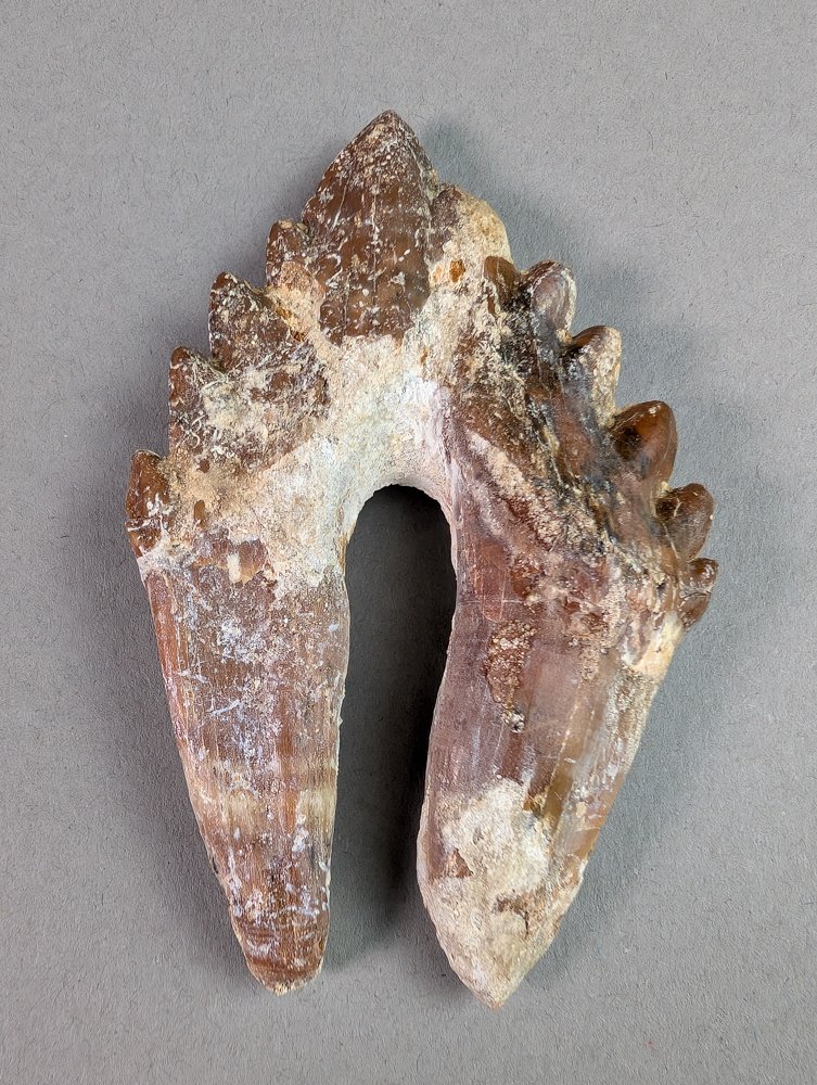 Molar tooth of Basilosaurus - Fossil tooth - Basilosaurus sp. - 8.5 cm - 5.2 cm #3.2