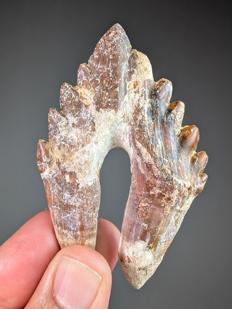 Molar tooth of Basilosaurus - Fossil tooth - Basilosaurus sp. - 8.5 cm - 5.2 cm #1.0