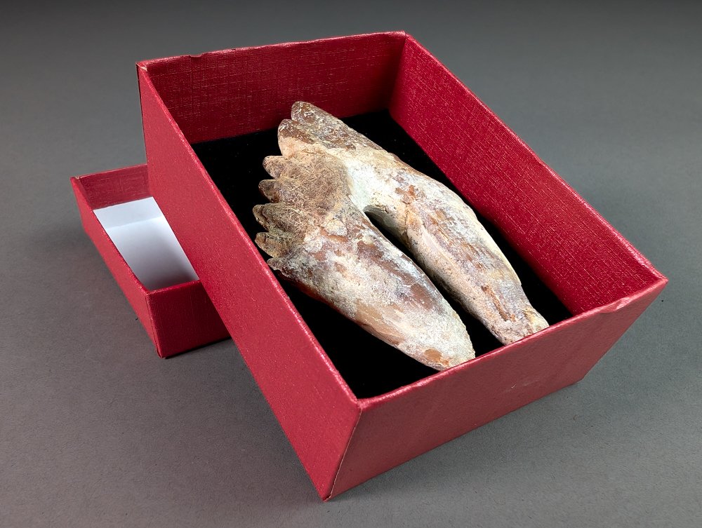 Molar tooth of Basilosaurus - Fossil tooth - Basilosaurus sp. - 8.5 cm - 5.2 cm #1.0