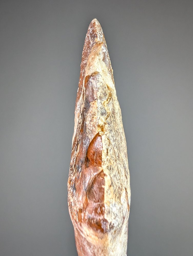 Molar tooth of Basilosaurus - Fossil tooth - Basilosaurus sp. - 8.5 cm - 5.2 cm #4.3