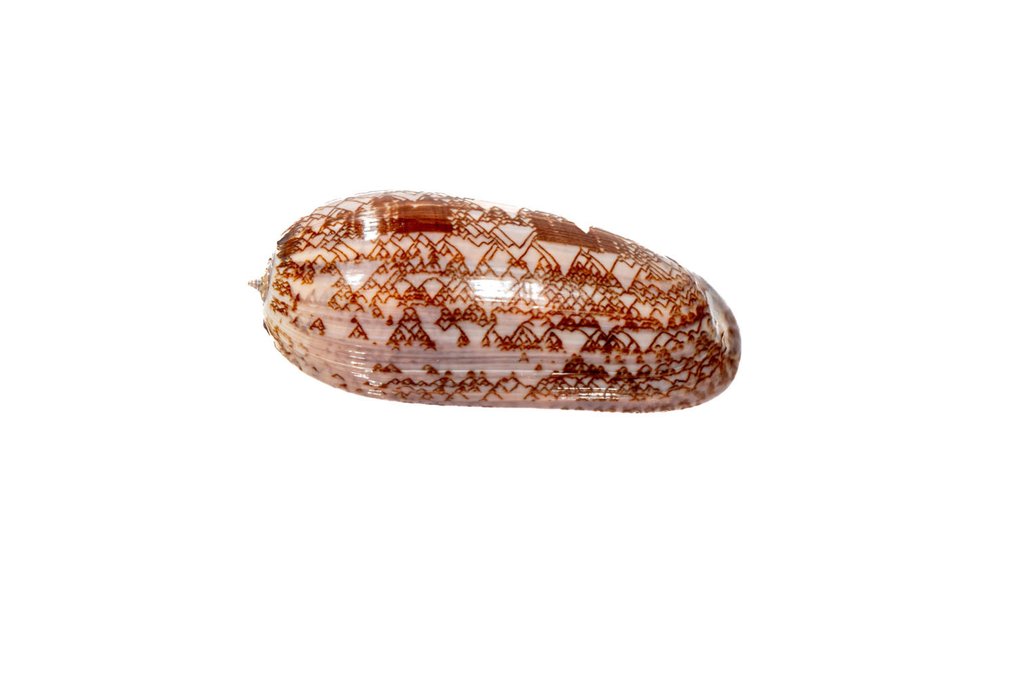 *** 1A Wahl GEM *** Chiocciola di mare ┼ Qualità da museo Scheletro - Olivia porphyria  ┼ GEM - 0 mm - 0 mm - 80 mm- Specie non CITES -  (1) #1.0