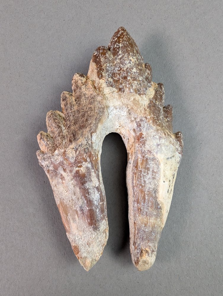 Molar tooth of Basilosaurus - Fossil tooth - Basilosaurus sp. - 8.5 cm - 5.2 cm #2.1