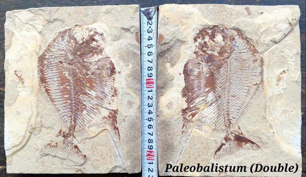 double paléobaltistum - Matrice de plaque fossilisée - 22 cm #1.0