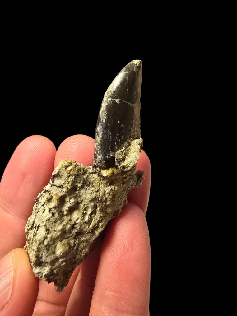 Megalosauro - Απολιθωμένο δόντι #1.0