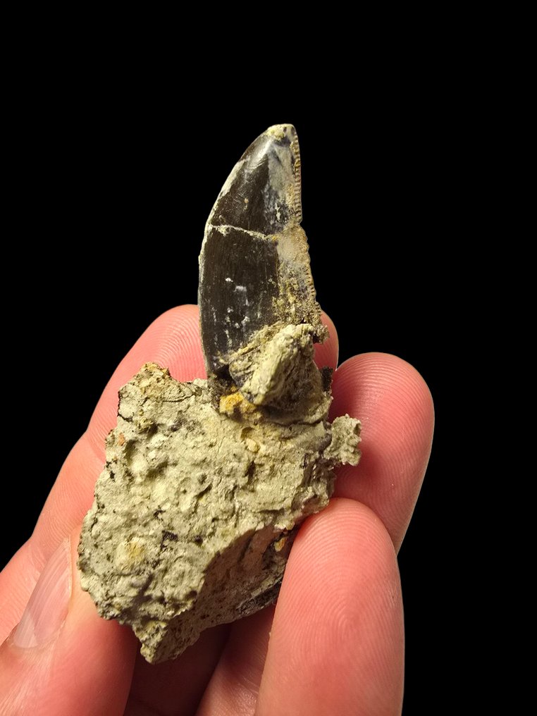 Megalosauro - Απολιθωμένο δόντι #2.1