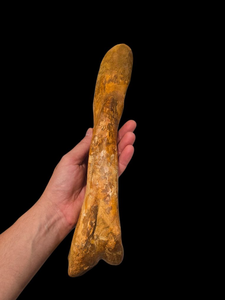 A Spinosaurus combcsontja - Fosszilis csont - 35 cm - 9 cm #3.2