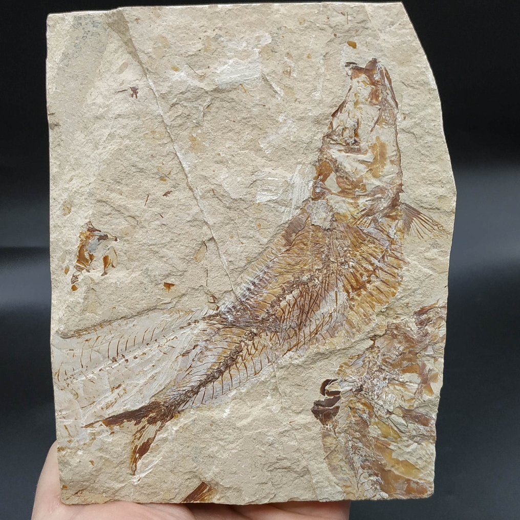 Large fish - Fossilised animal - Scombroclupea macrophthalma #2.1
