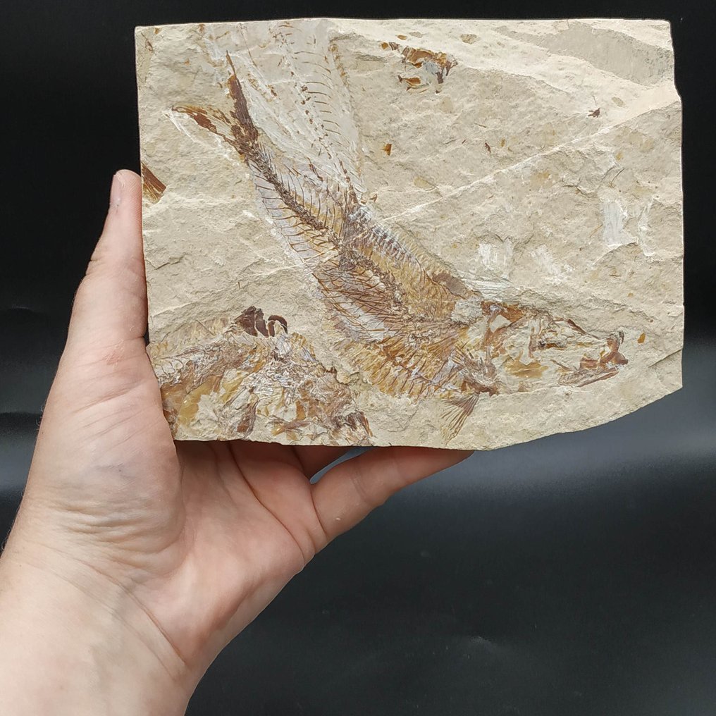 Large fish - Fossilised animal - Scombroclupea macrophthalma #3.2