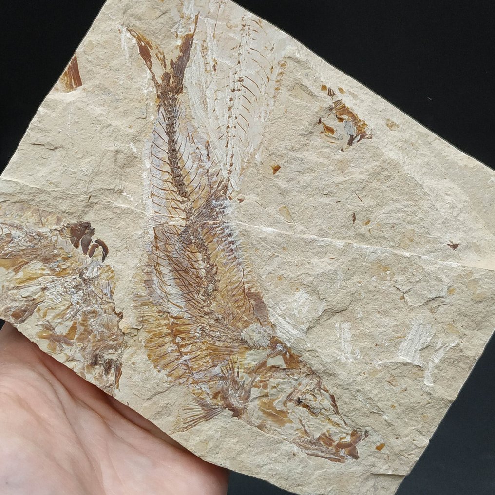 Large fish - Fossilised animal - Scombroclupea macrophthalma #1.0