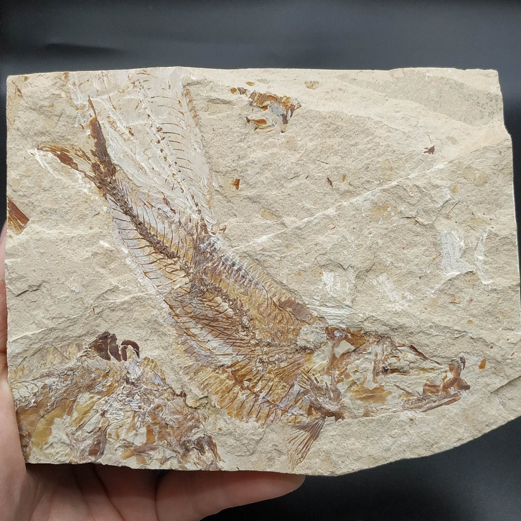 Large fish - Fossilised animal - Scombroclupea macrophthalma #4.3