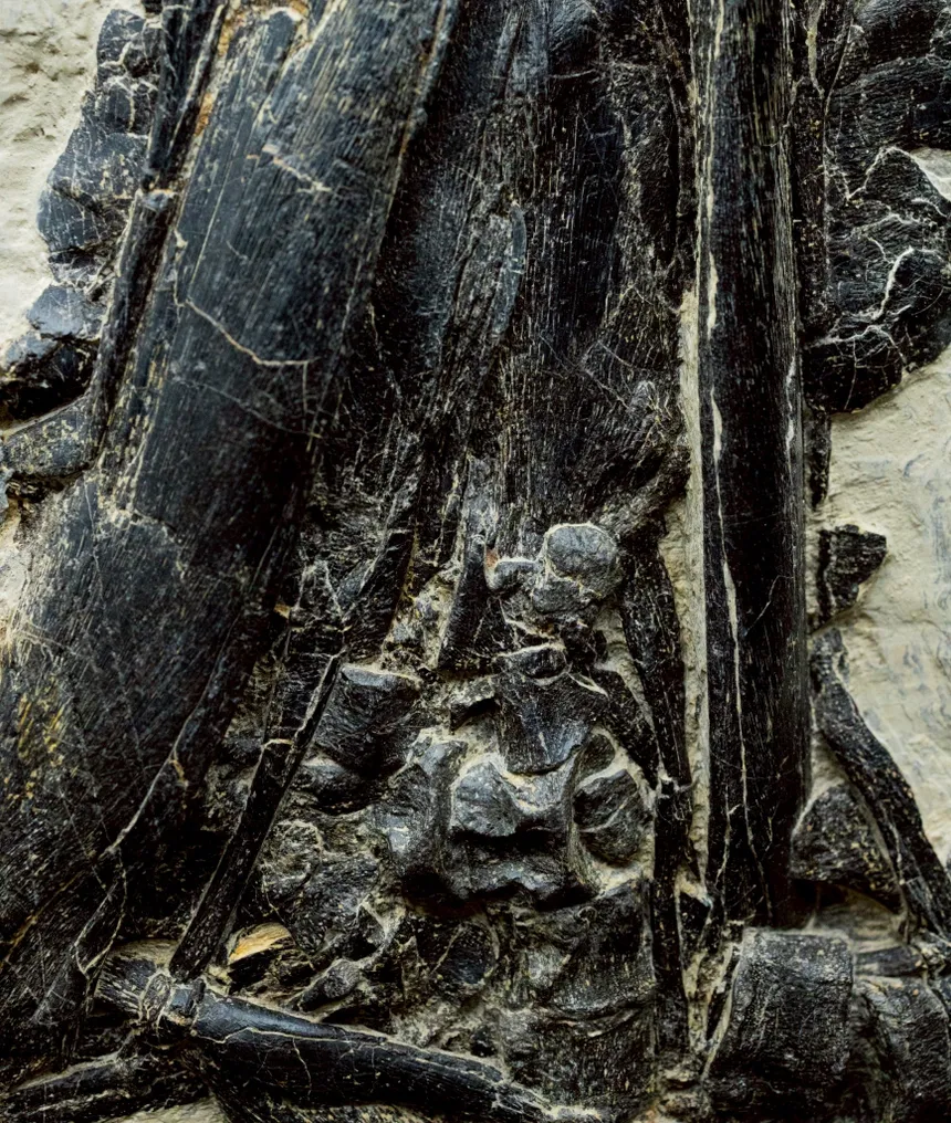 Fossil - Fossil matrix - Mixosaurus - 52 cm - 19 cm #4.3