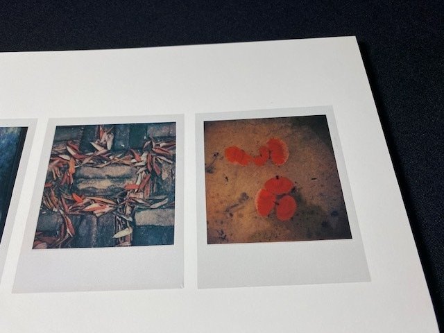 Arno Fischer - Der Garten. The Garden (POLAROIDS, MINT CONDITION, SHRINK-WRAPPED) - 2007 #3.2