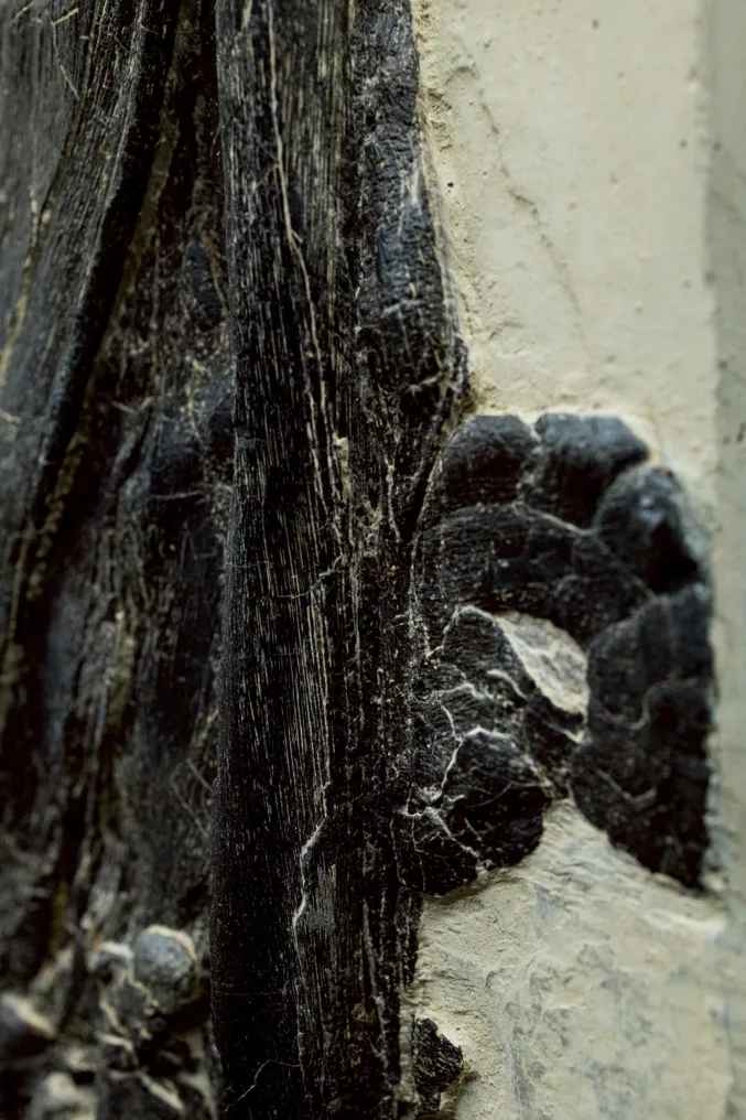 Fossil - Fossil matrix - Mixosaurus - 52 cm - 19 cm #2.1